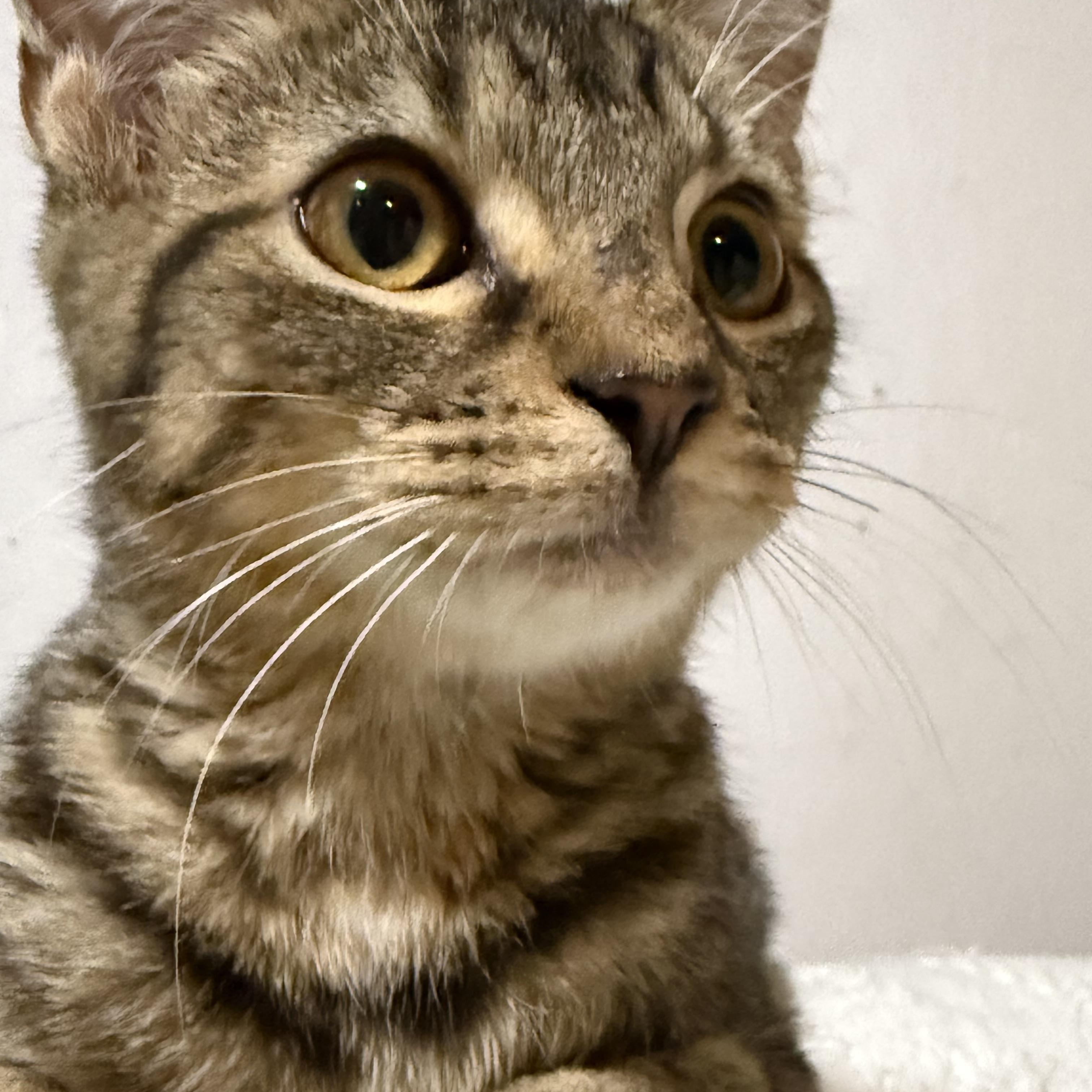 Forest , a ADOPTABLE Tabby in Newton, IL image 4/6