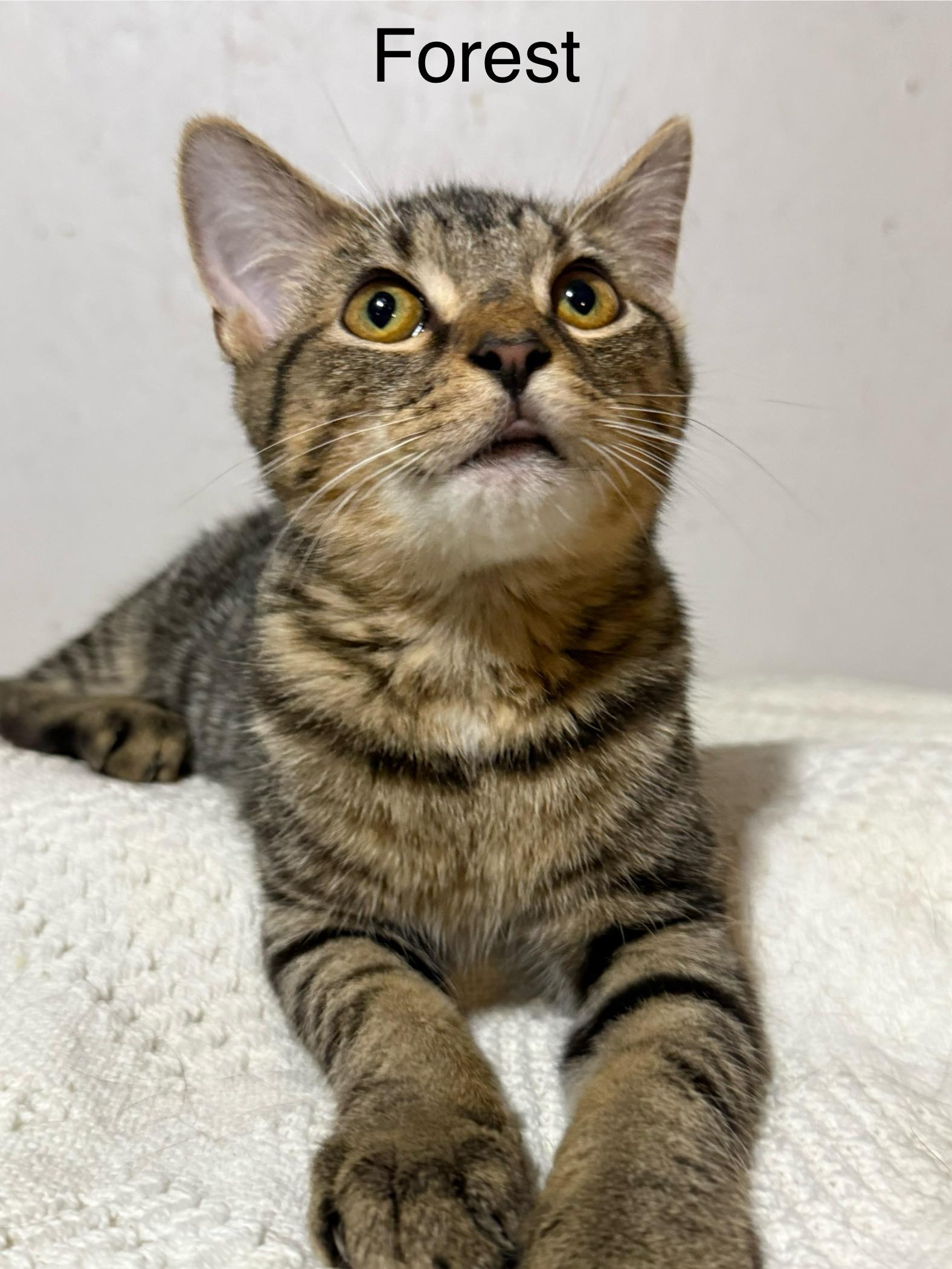 Forest , a ADOPTABLE Tabby in Newton, IL image 5/6