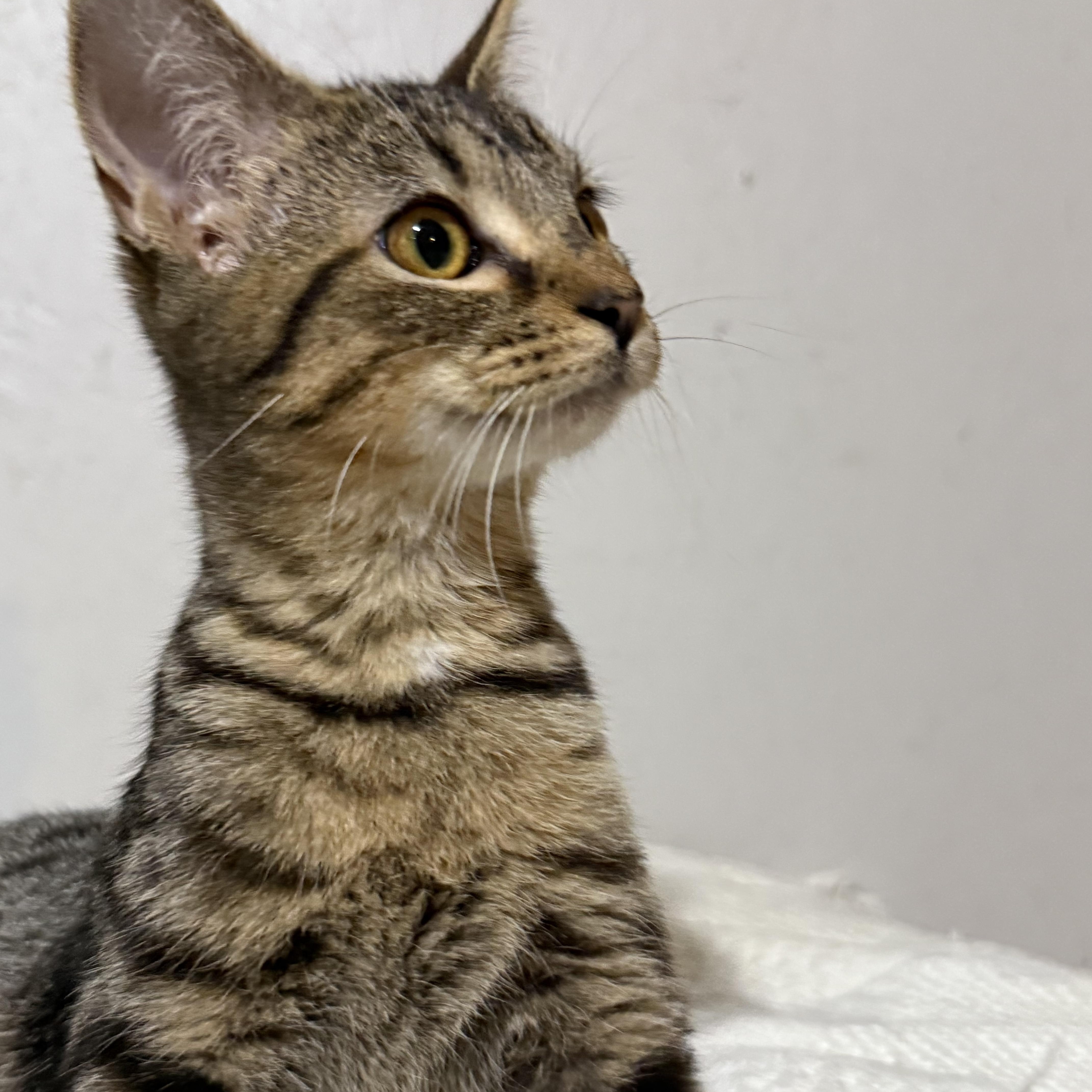 Forest , a ADOPTABLE Tabby in Newton, IL image 6/6