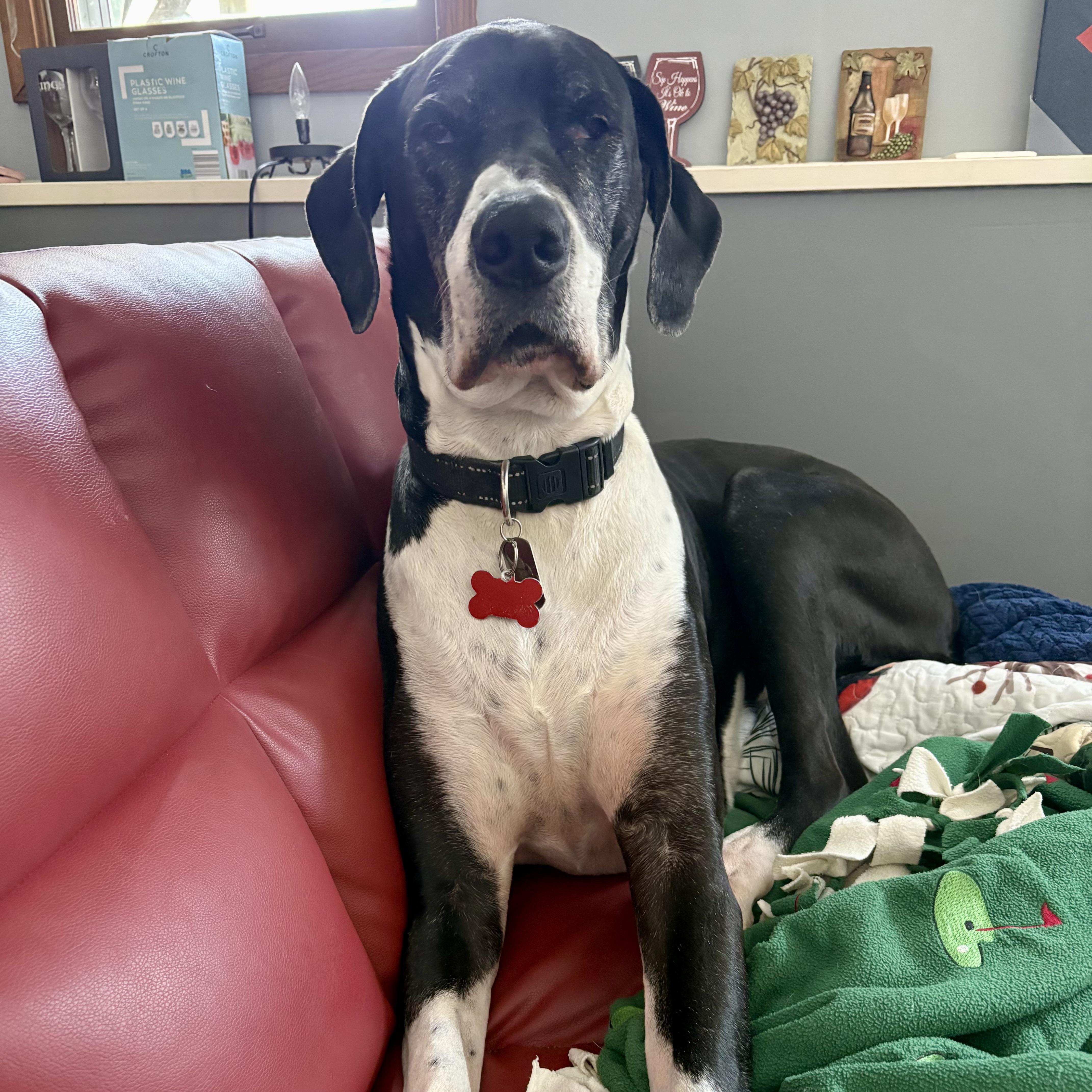 Maddie, ADOPTABLE, Adult Female Great Dane.