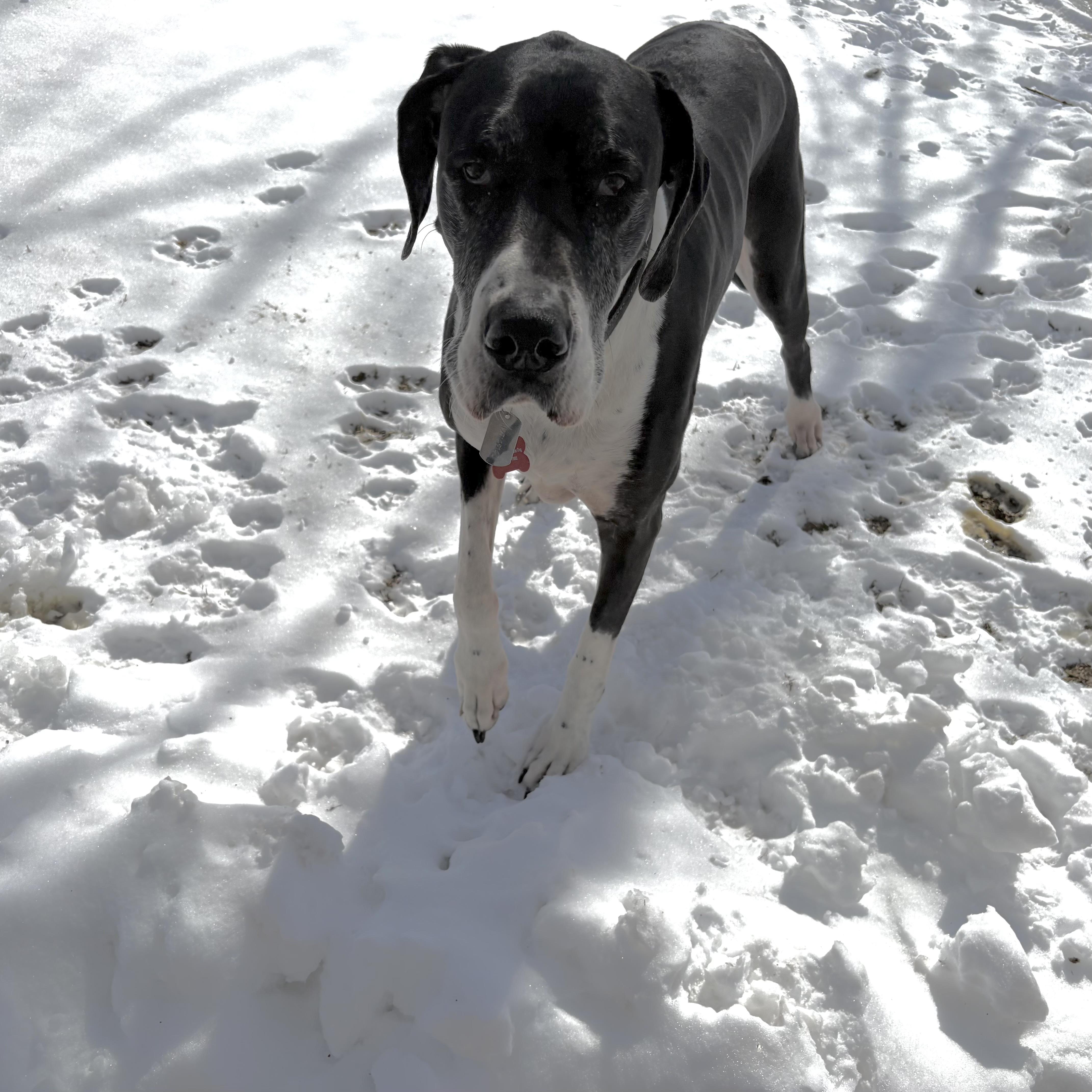Enlarge Maddie, a ADOPTABLE Great Dane in Prior Lake, MN image 5/6