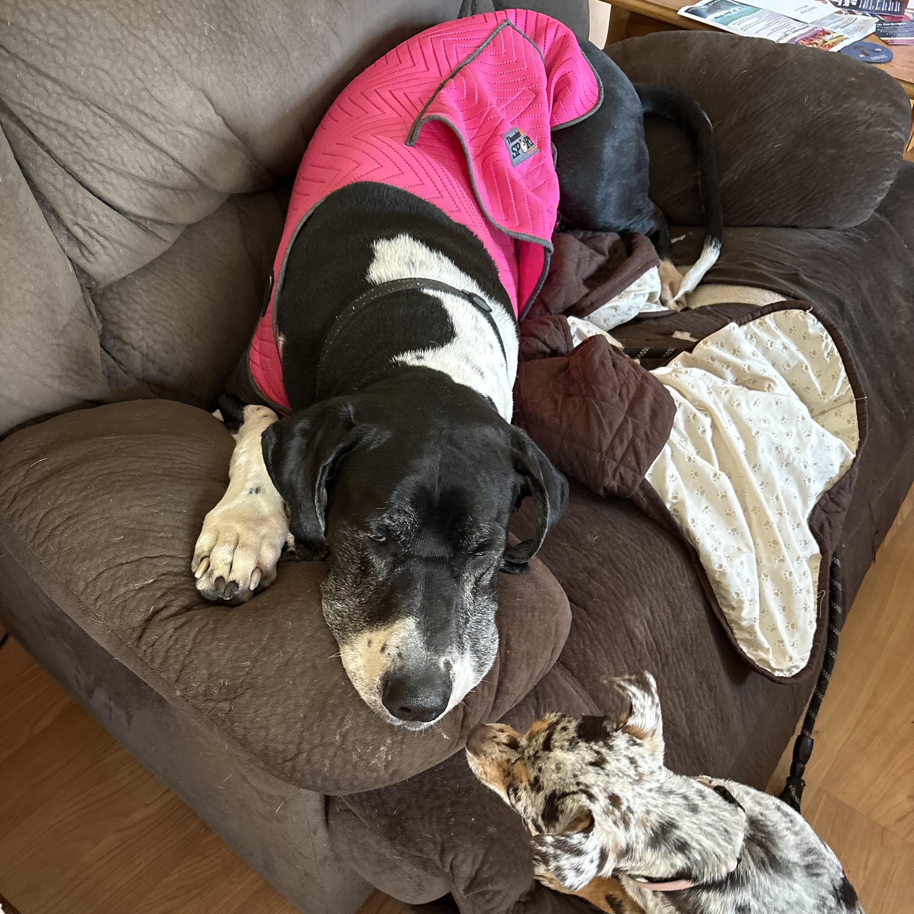 Enlarge Maddie, a ADOPTABLE Great Dane in Prior Lake, MN image 4/6