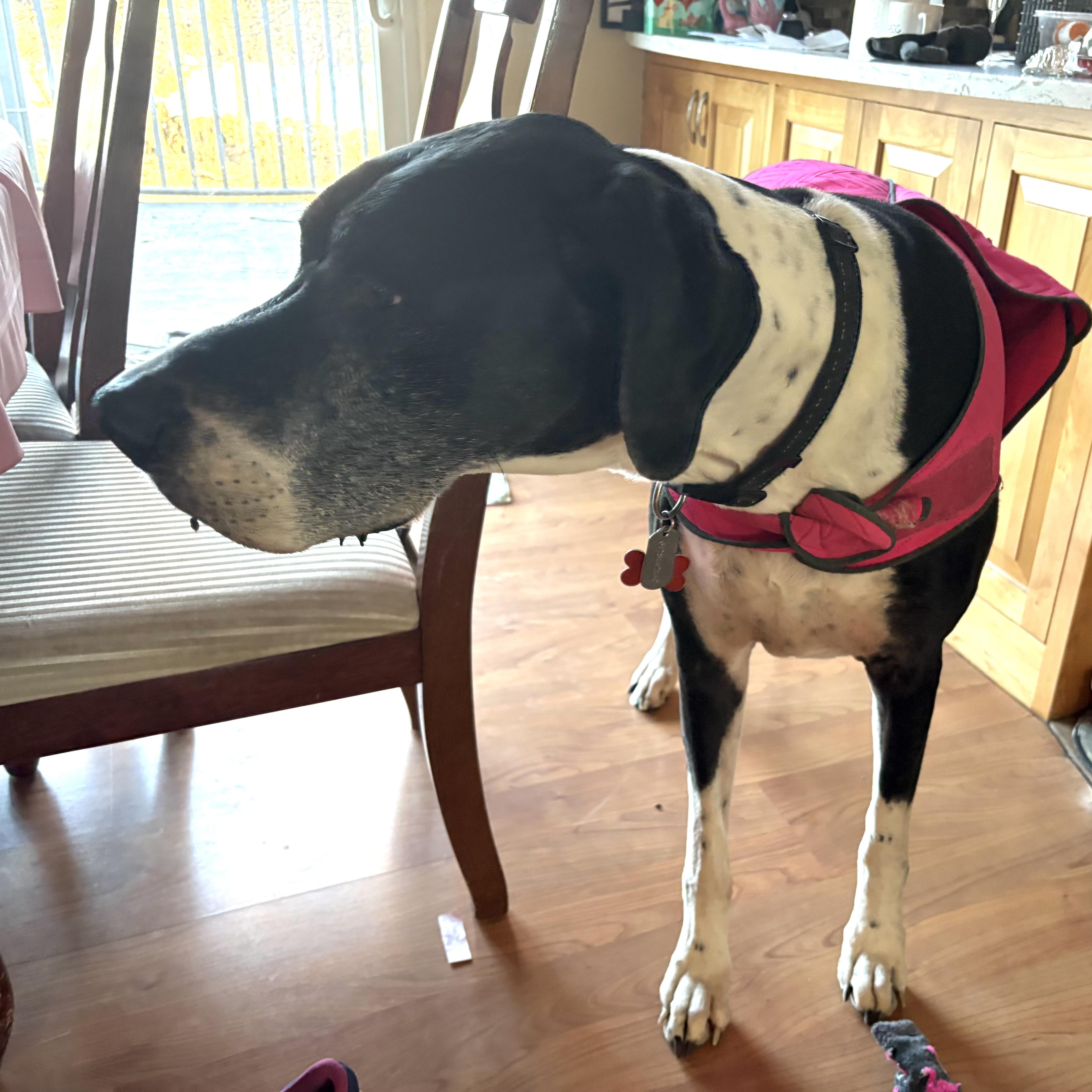 Enlarge Maddie, a ADOPTABLE Great Dane in Prior Lake, MN image 6/6