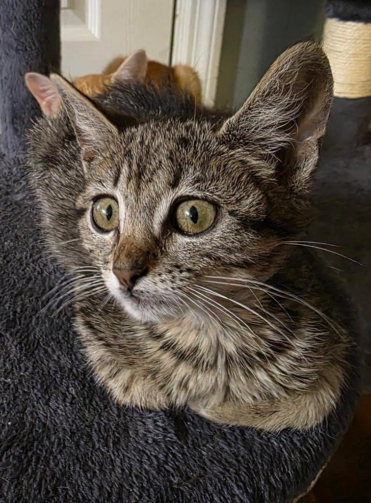 Enlarge Lyle, a Adoptable mixed breed in Camden, TN image 1/2