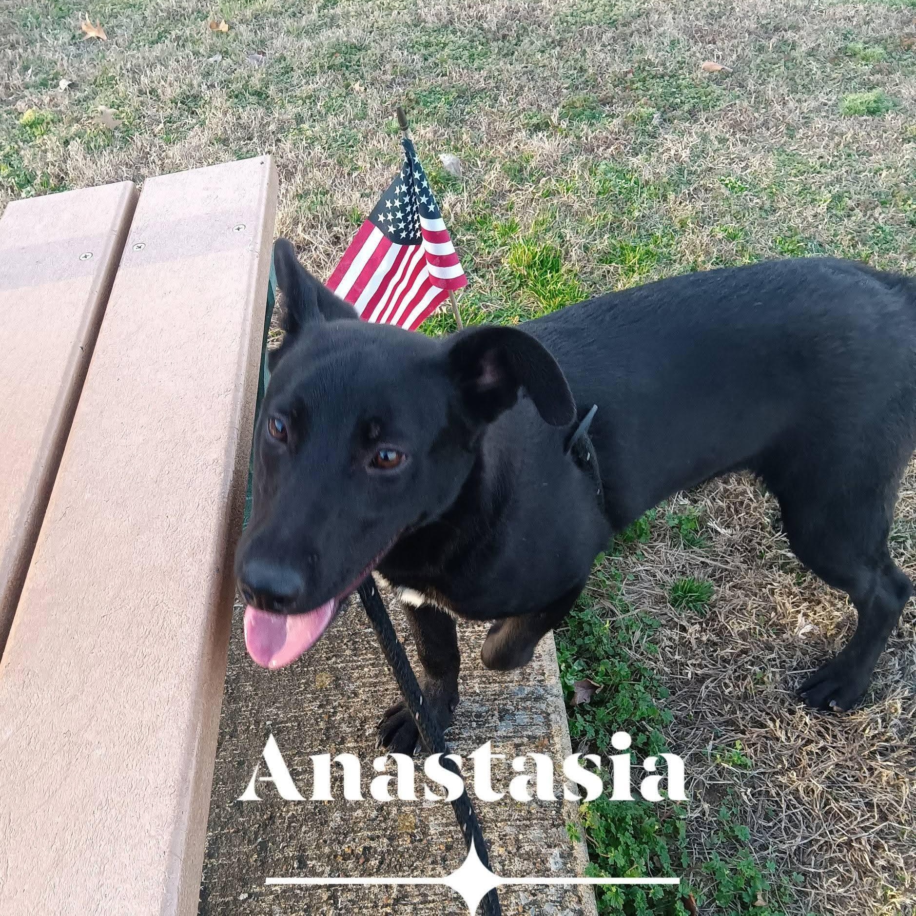 Enlarge Anastasia, a Adoptable mixed breed in Greenfield, TN image 5/5