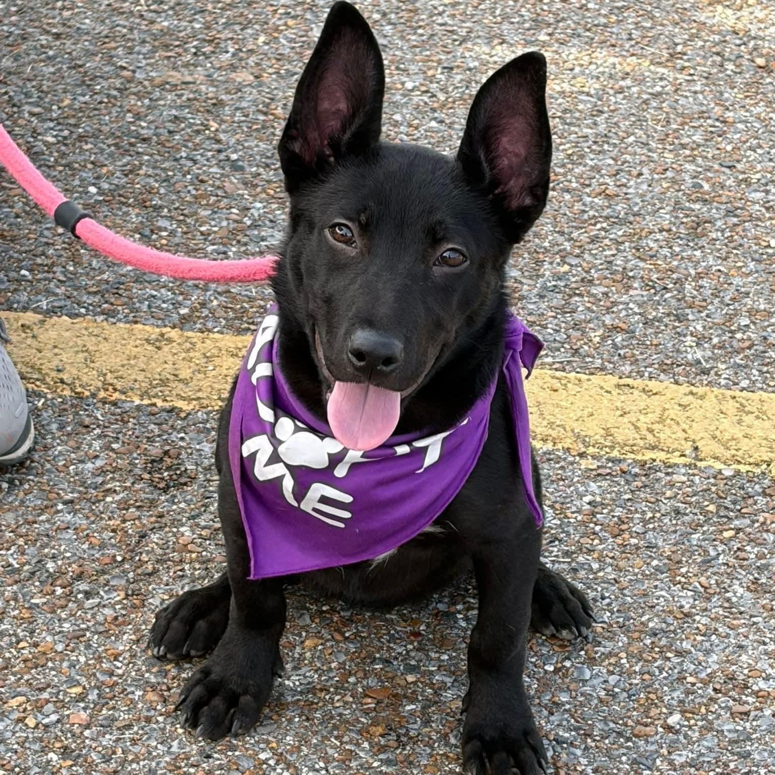 Enlarge Anastasia, a Adoptable mixed breed in Greenfield, TN image 1/5