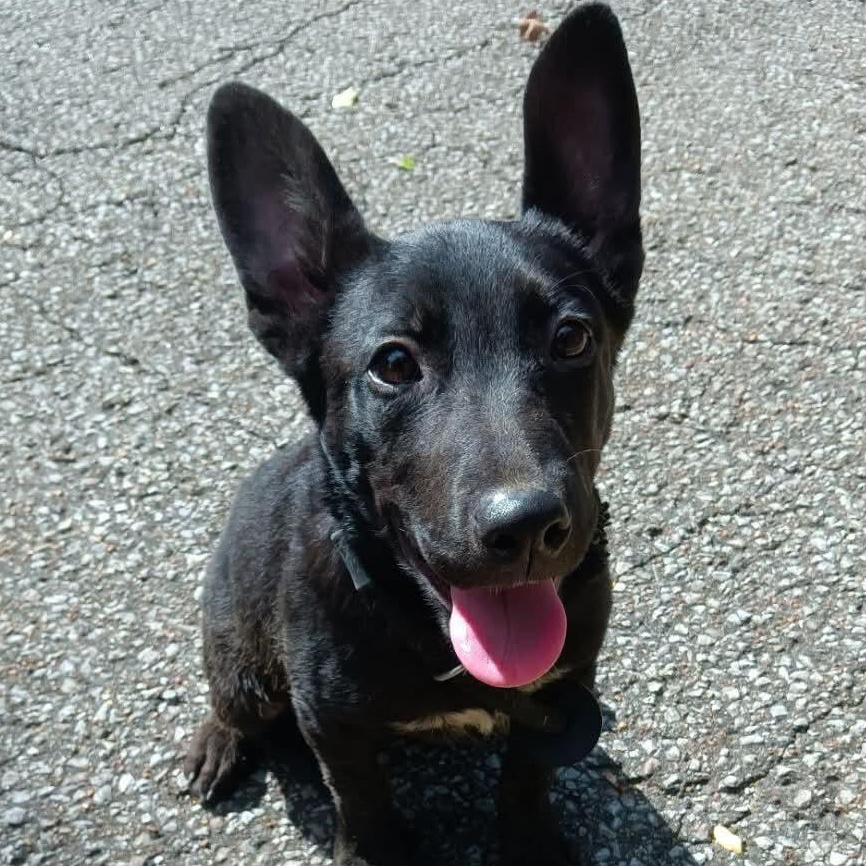 Enlarge Anastasia, a Adoptable mixed breed in Greenfield, TN image 2/5