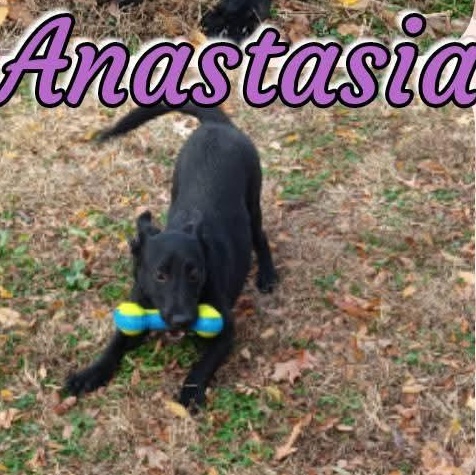 Enlarge Anastasia, a Adoptable mixed breed in Greenfield, TN image 3/5
