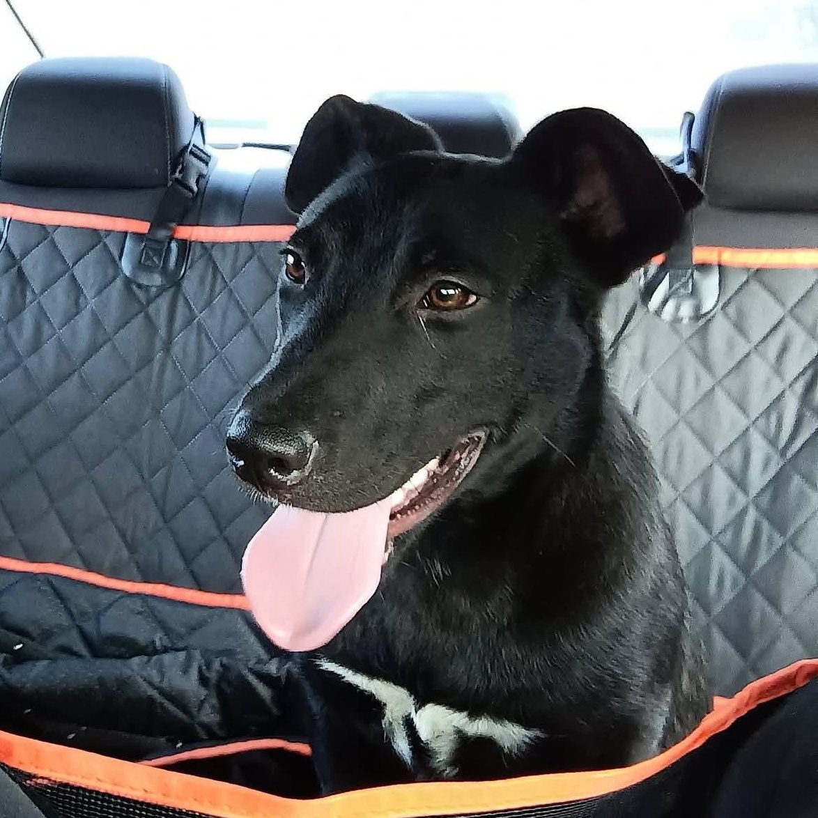 Enlarge Anastasia, a Adoptable mixed breed in Greenfield, TN image 4/5
