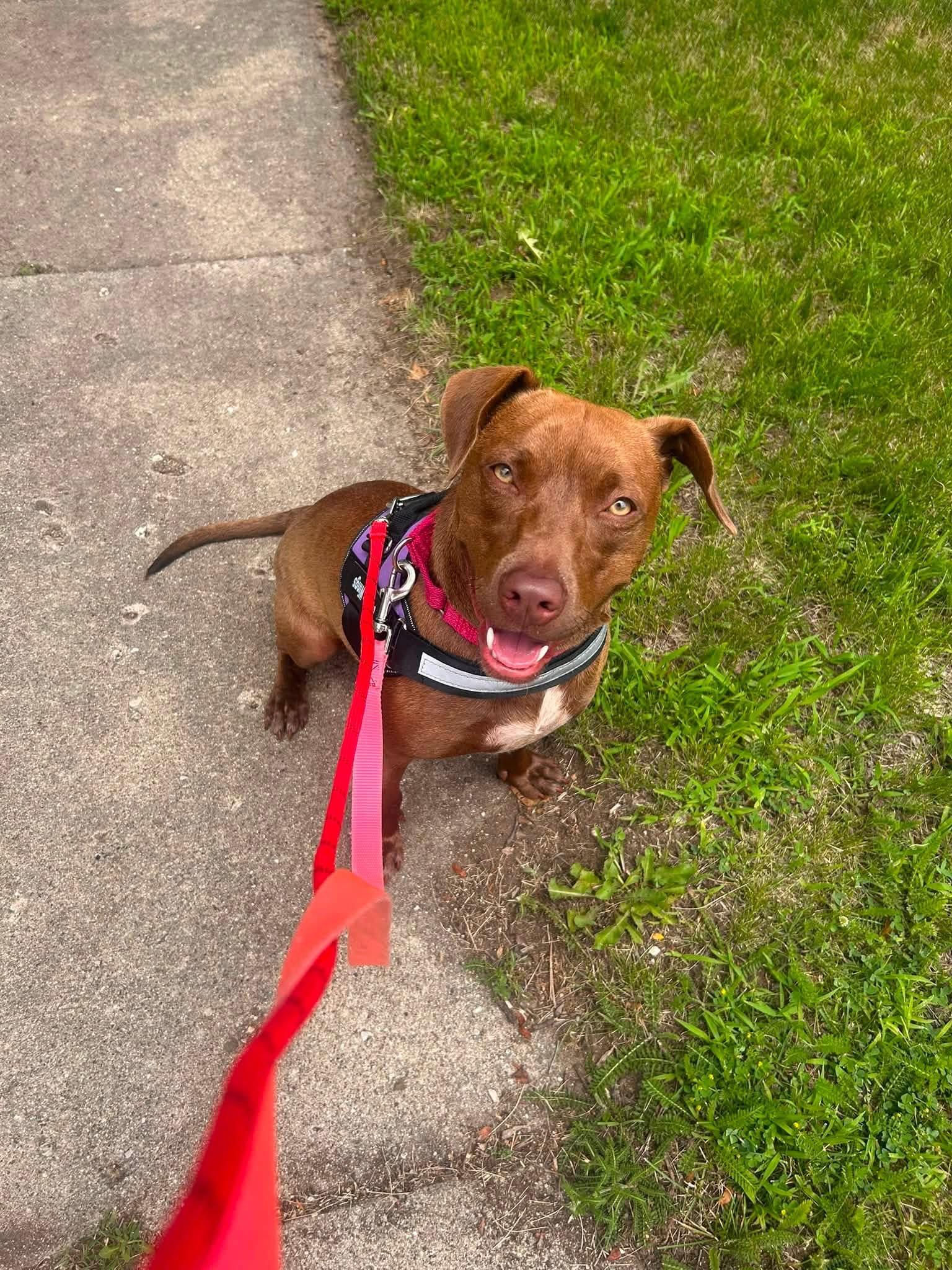 Annie Mae, ADOPTABLE, Young Female Chocolate Labrador Retriever & Weimaraner.