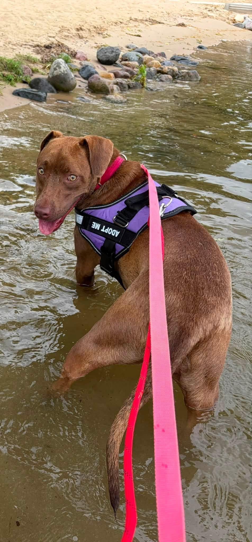 Enlarge Annie Mae, a ADOPTABLE mixed breed in Crystal Lake, IL image 2/3