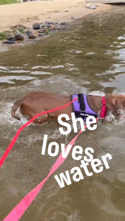Enlarge Annie Mae, a ADOPTABLE mixed breed in Crystal Lake, IL video 3/3