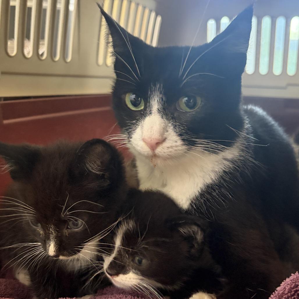 Limp Bizkit, Adoptable, Adult Female Domestic Short Hair.