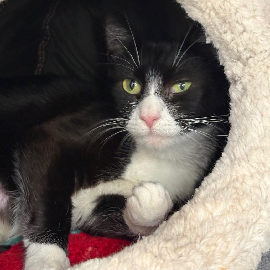 Enlarge Limp Bizkit, a Adoptable Domestic Short Hair in East Smithfield , PA image 3/6