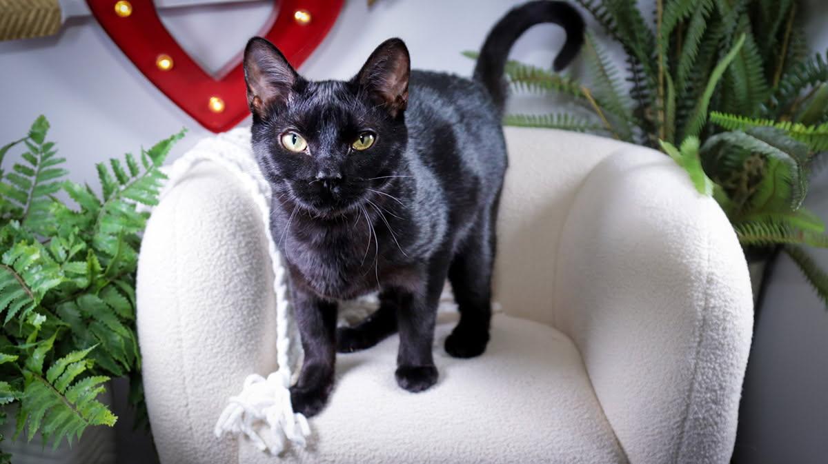 Enlarge Winston, an adopted mixed breed in Parker, TX image 1/4