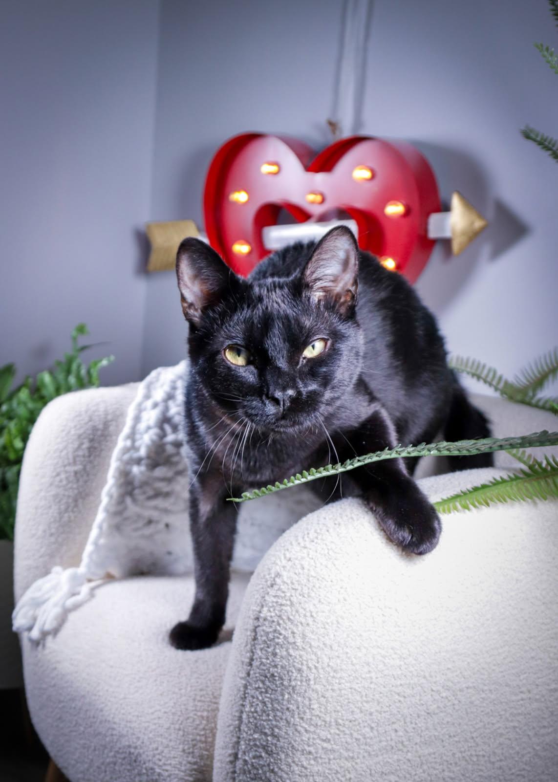 Enlarge Winston, an adopted mixed breed in Parker, TX image 4/4