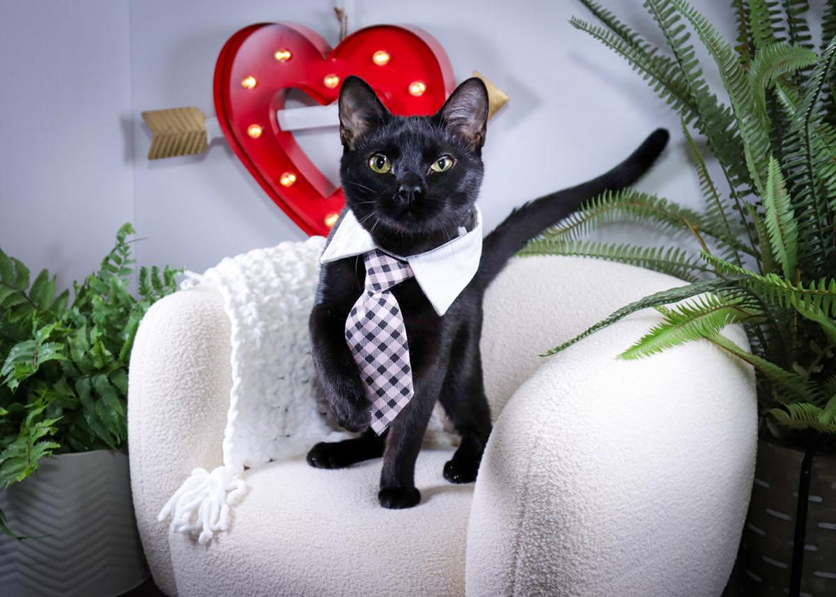 Enlarge Winston, an adopted mixed breed in Parker, TX image 3/4