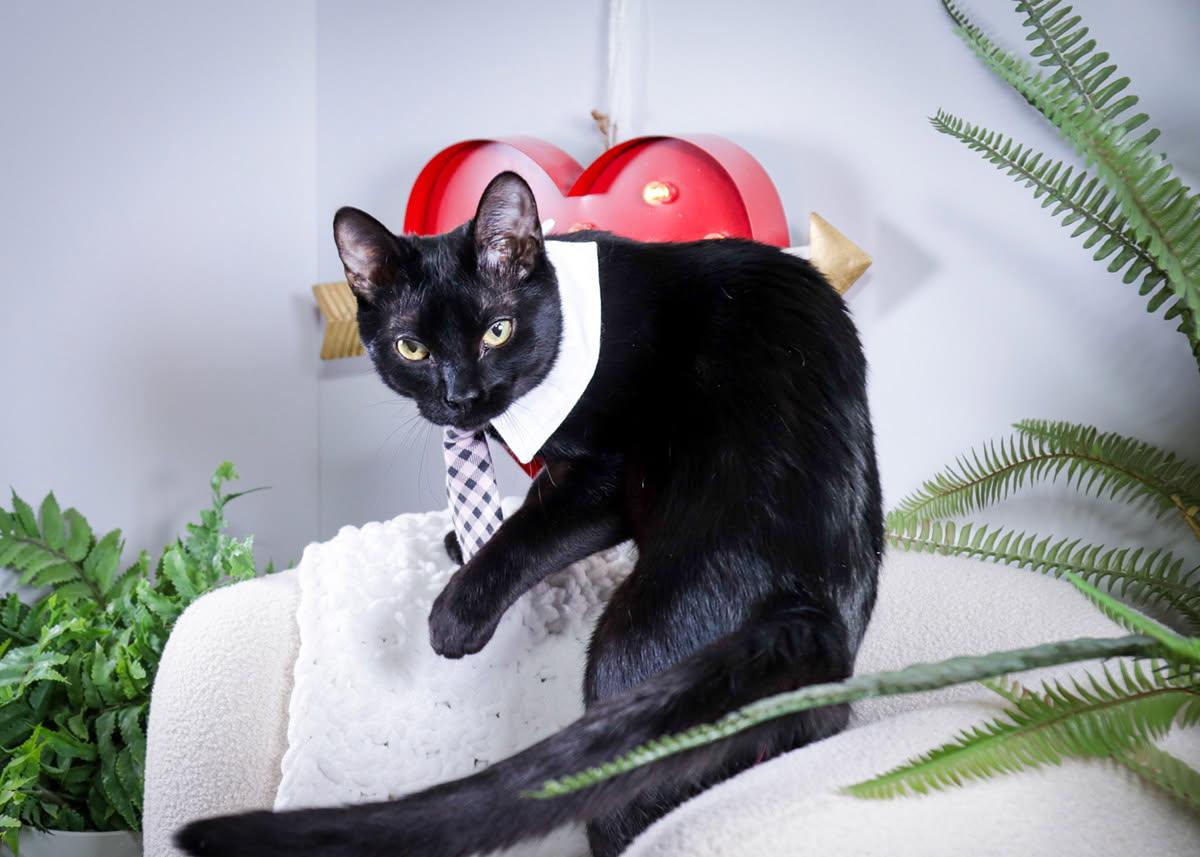 Enlarge Winston, an adopted mixed breed in Parker, TX image 2/4