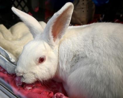 Ponderosa, Adoptable, Baby Male New Zealand & Bunny Rabbit.