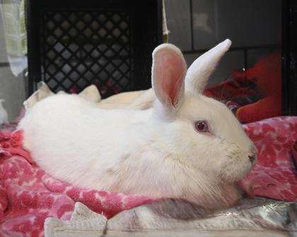 Ponderosa, a Adoptable mixed breed image 2/3