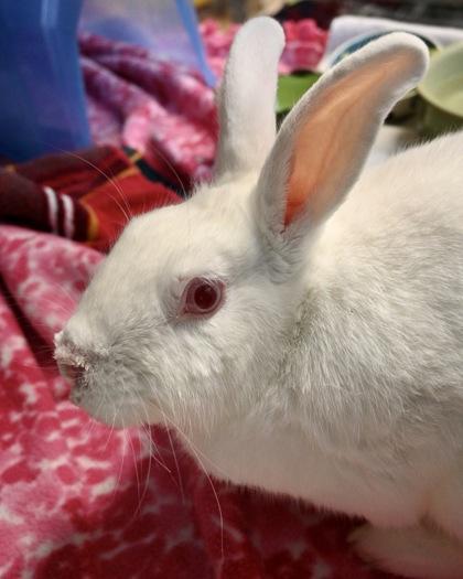 Ponderosa, a Adoptable mixed breed image 3/3