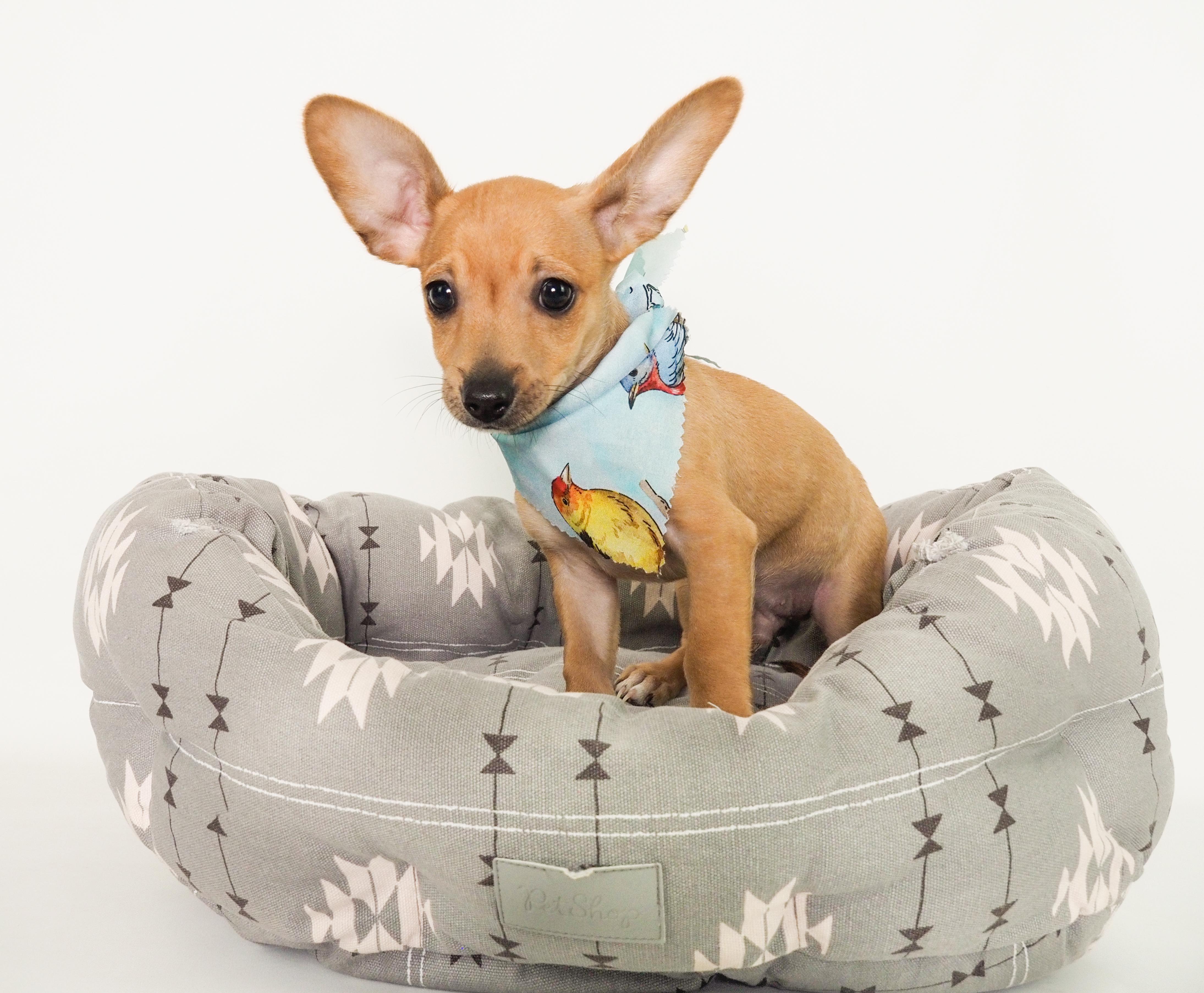 Finch, an adoptable mixed breed in PHOENIX, AZ image 1/6