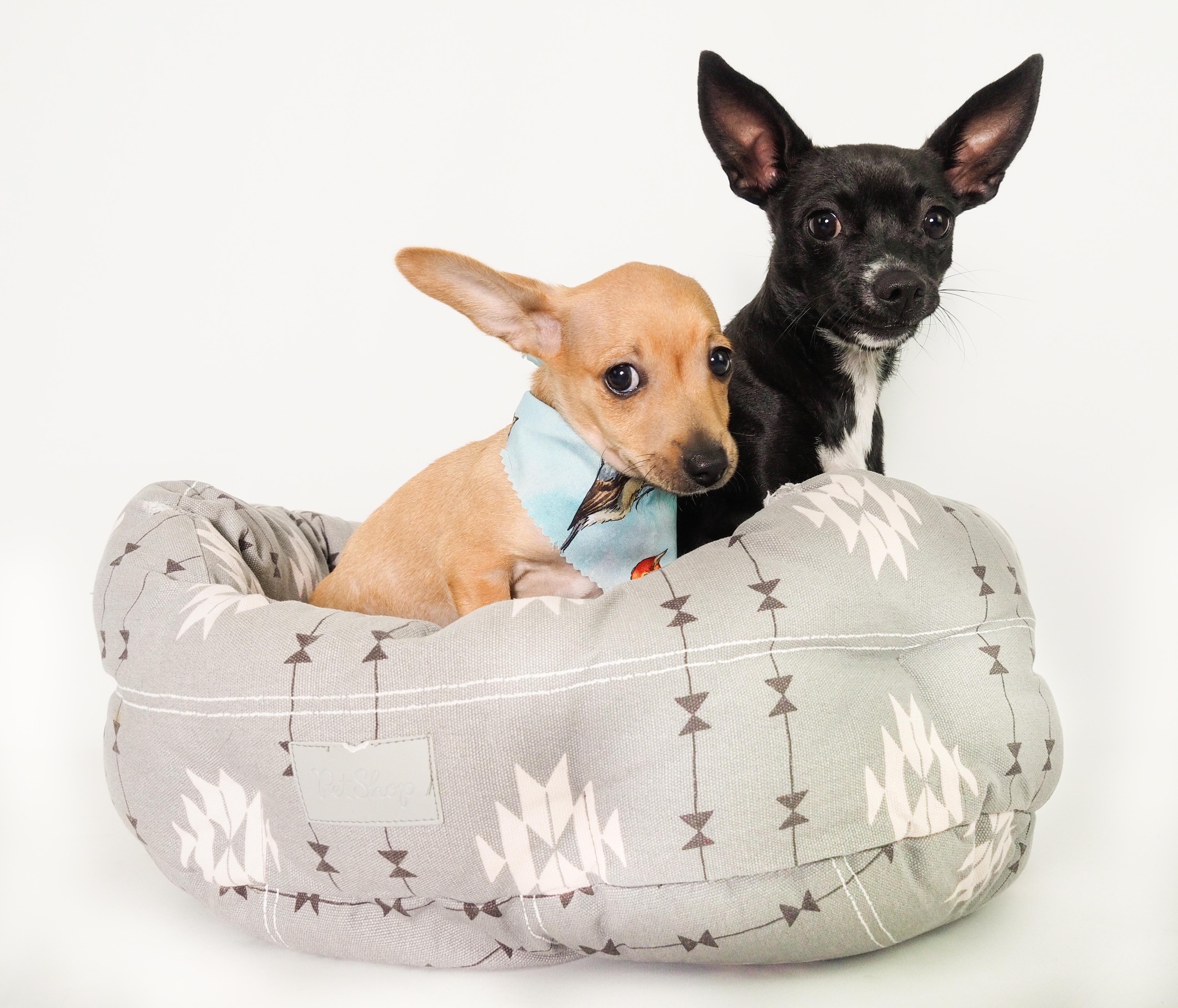 Finch, an adoptable mixed breed in PHOENIX, AZ image 4/6