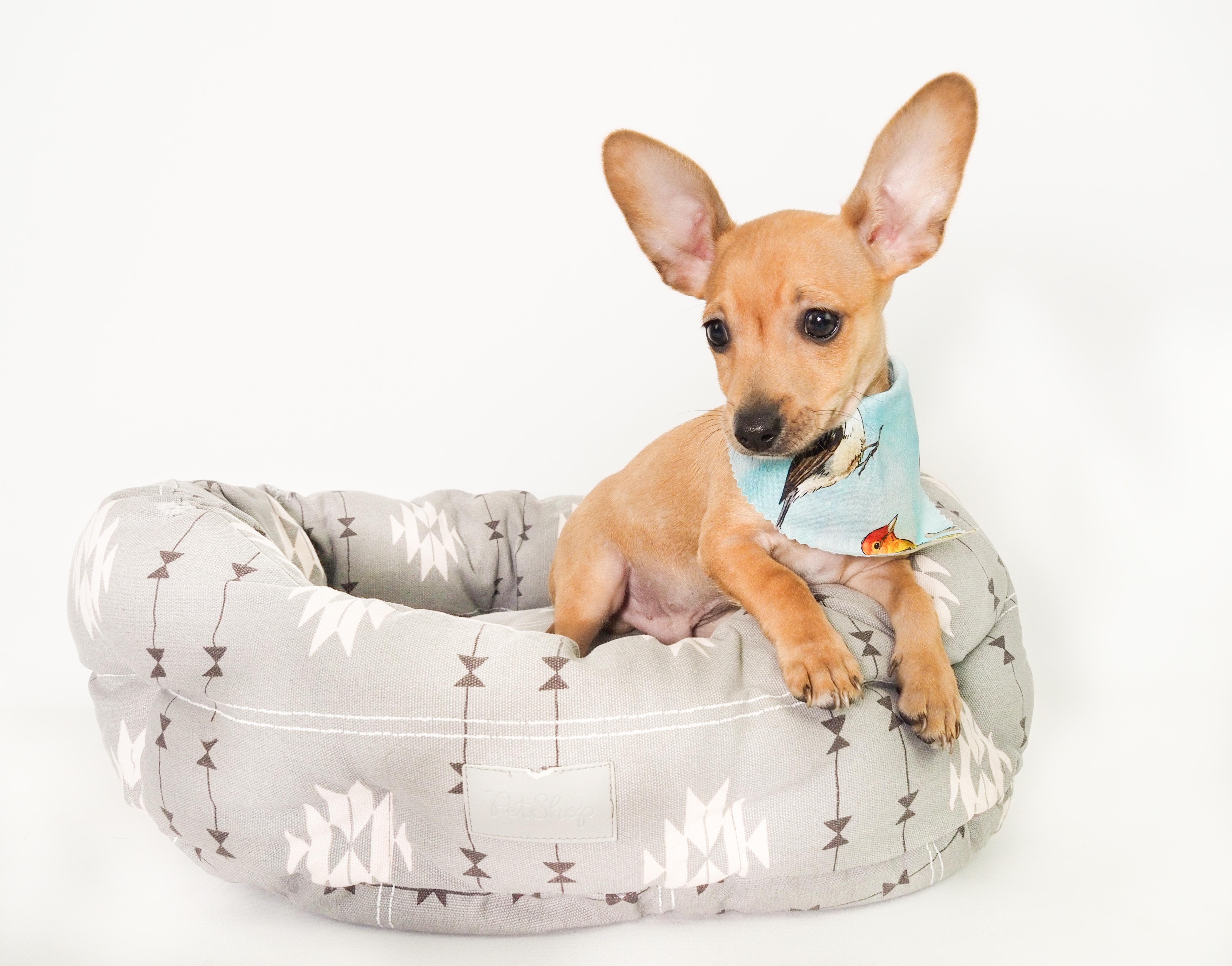 Finch, an adoptable mixed breed in PHOENIX, AZ image 6/6