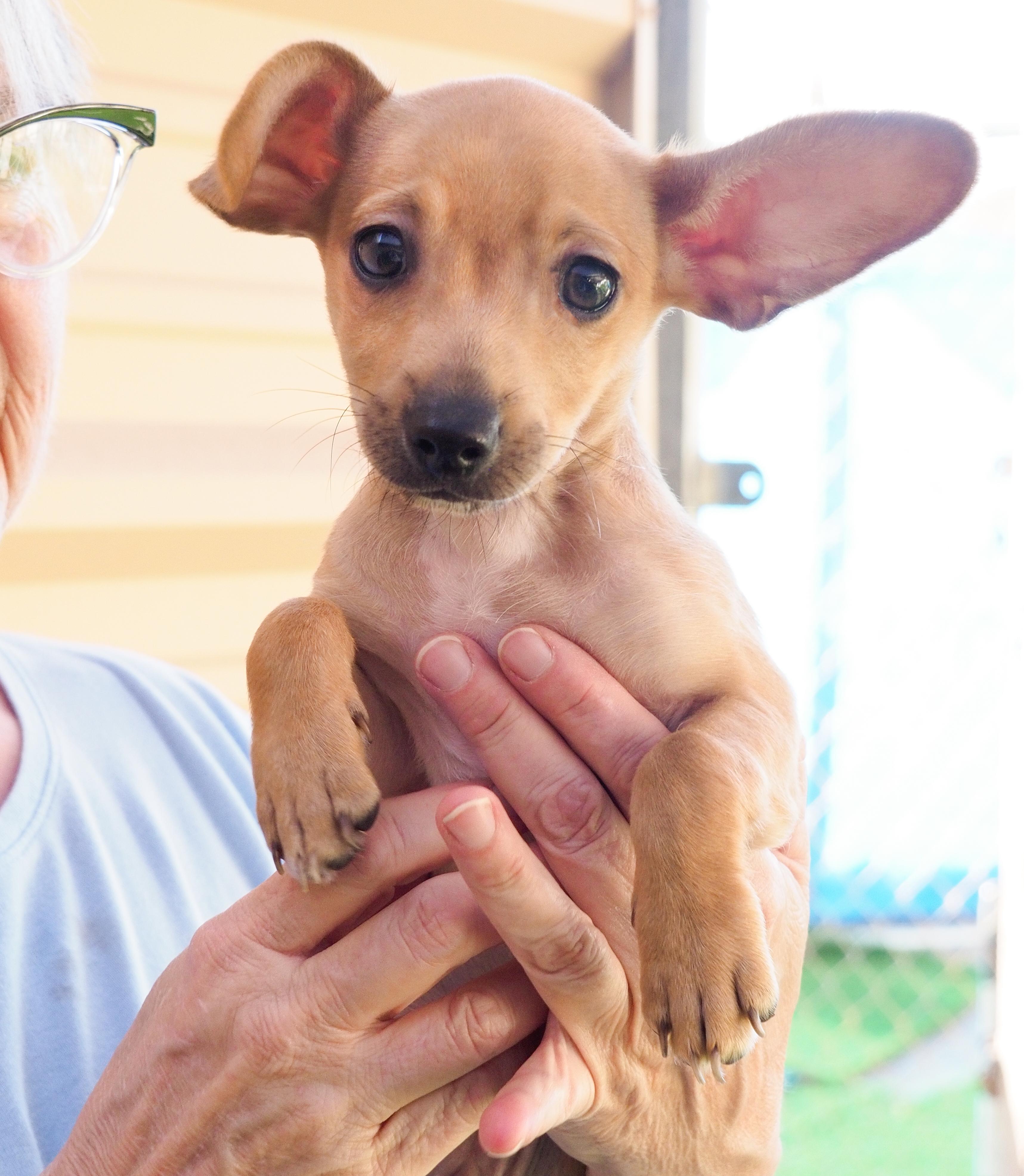 Finch, an adoptable mixed breed in PHOENIX, AZ image 5/6