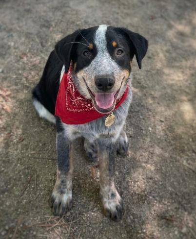 Enlarge Kaoz, a Adoptable mixed breed in Temecula, CA image 1/1