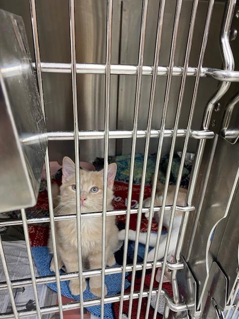 Thing 1 and Thing 2, Adopted, Kitten Male Domestic Long Hair & Tabby.