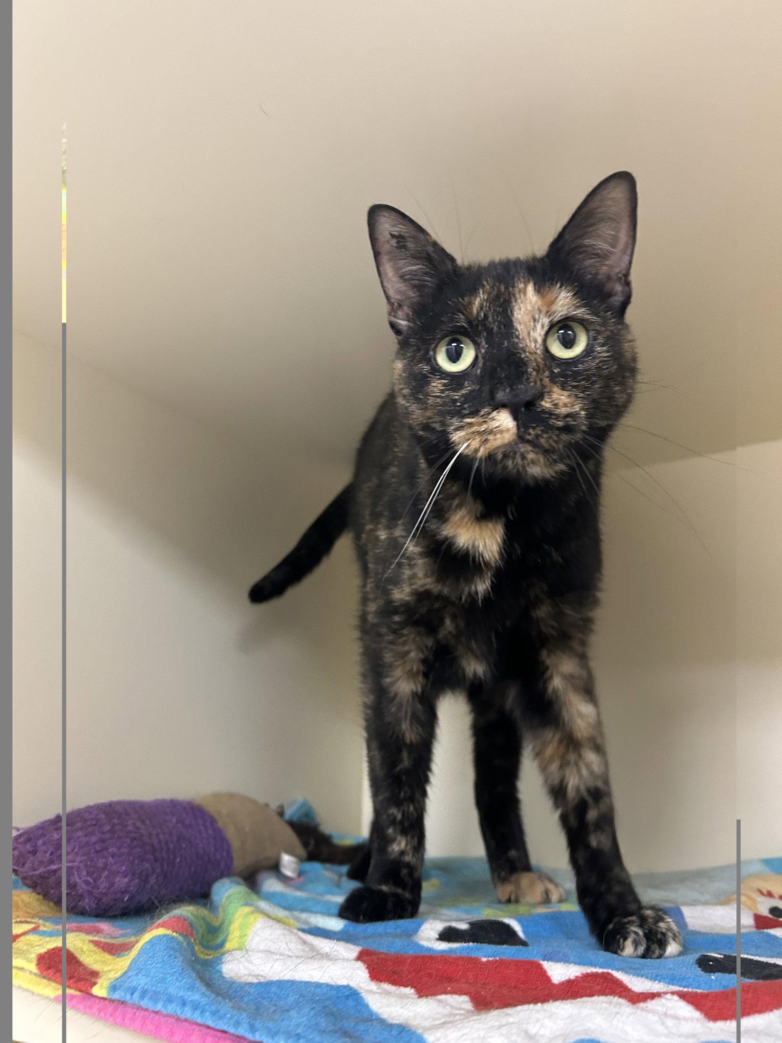 Potato, Adoptable, Adult Female Domestic Short Hair.