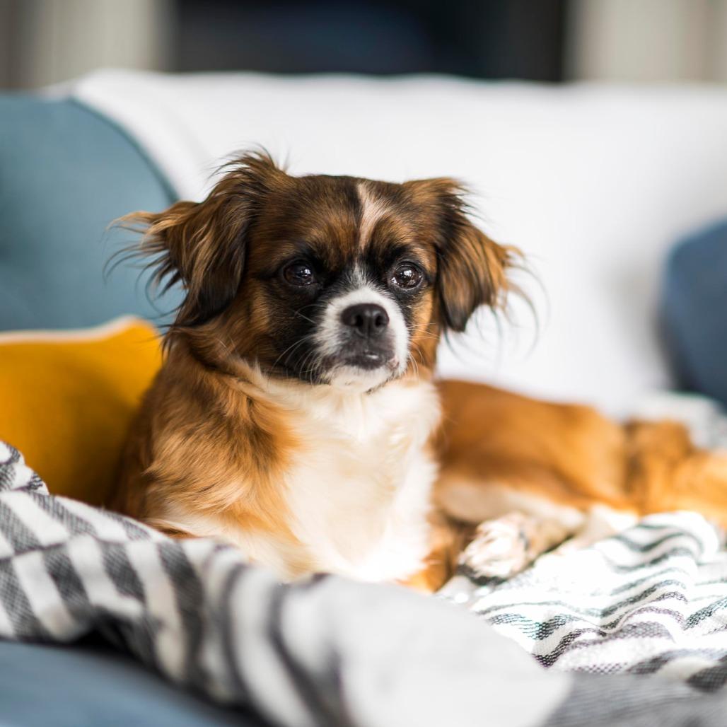 Diane, Adoptable, Senior Female Cavalier King Charles Spaniel & Chihuahua.