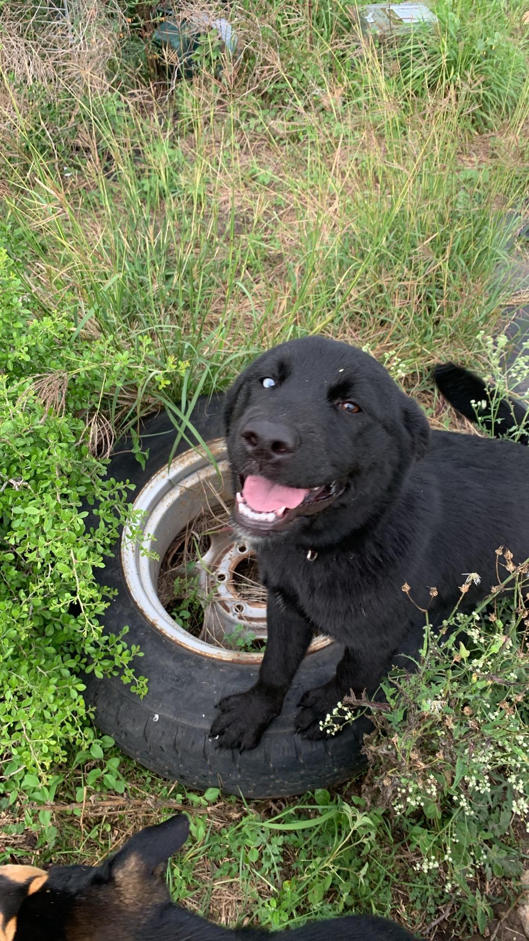 Enlarge Aretha franklin, a Adoptable mixed breed in Beeville, TX image 1/3