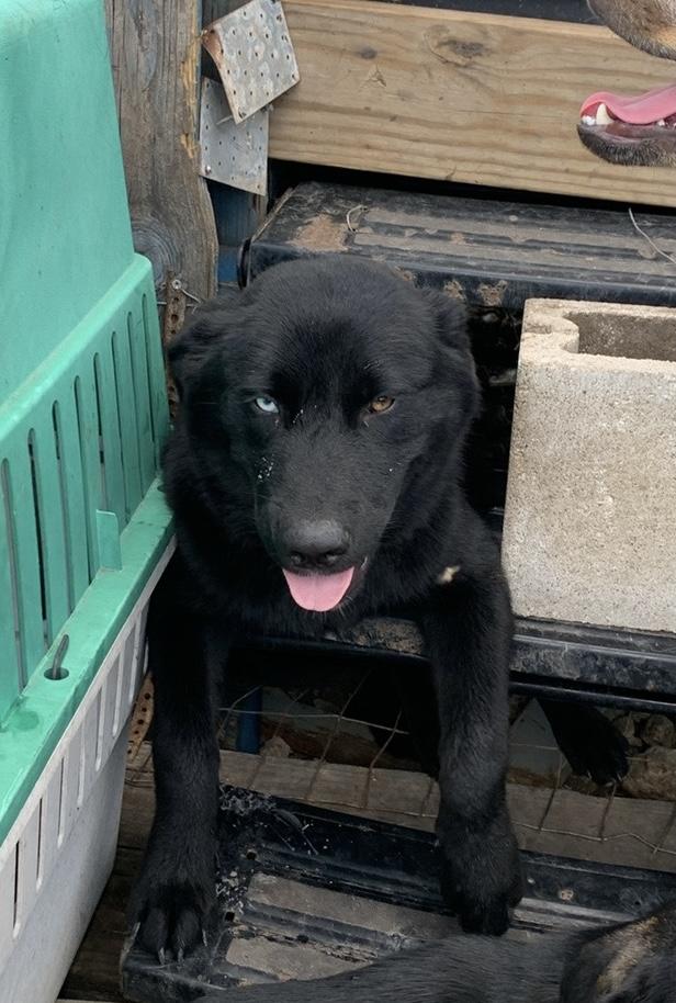 Enlarge Aretha franklin, a Adoptable mixed breed in Beeville, TX image 2/3