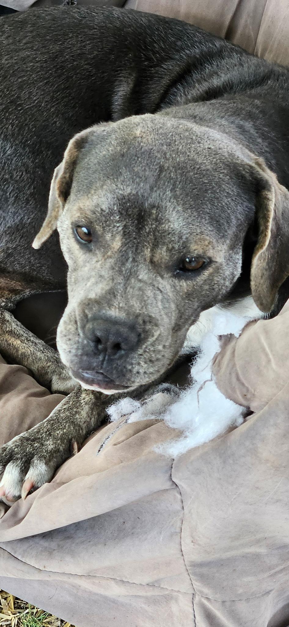 Enlarge Aretha franklin, a Adoptable mixed breed in Beeville, TX image 3/3