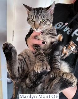 Marilyn MonTOE, adopted, Young Female Domestic Short Hair & Siamese.