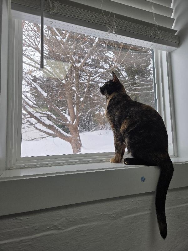 Enlarge Sassy, a Adoptable Tortoiseshell in MOUNT AIRY, NC image 1/2