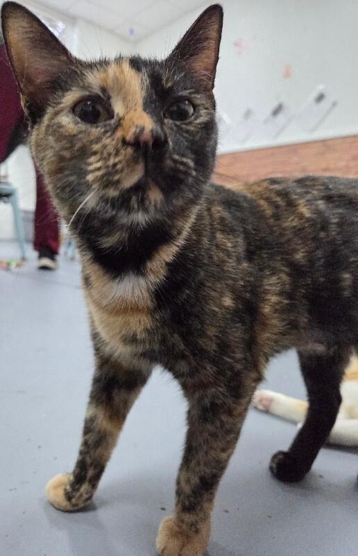 Enlarge Sassy, a Adoptable Tortoiseshell in MOUNT AIRY, NC image 1/1