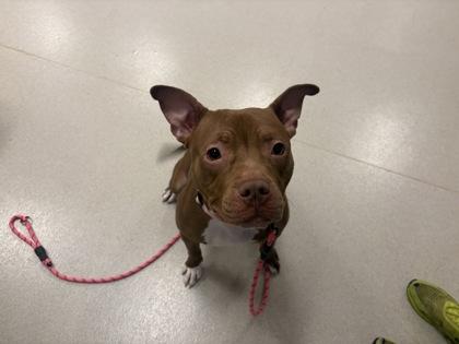 Enlarge Honey, a Adoptable mixed breed in Maumee, OH image 1/1