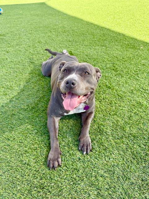 Betsy, Adoptable, Young Female American Staffordshire Terrier & Pit Bull Terrier.