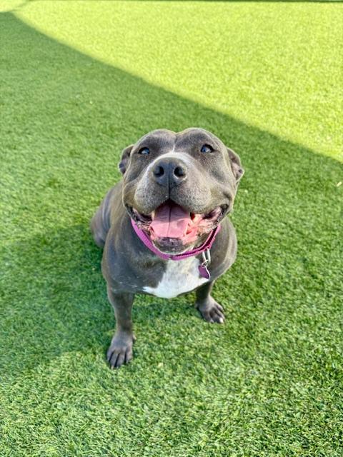 Enlarge Betsy, a Adoptable mixed breed in Agoura Hills, CA image 2/4