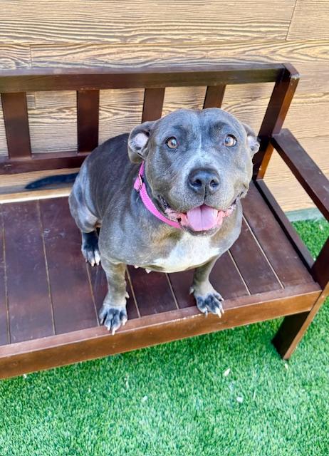 Enlarge Betsy, a Adoptable mixed breed in Agoura Hills, CA image 4/4