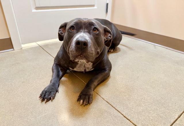 Enlarge Betsy, a Adoptable mixed breed in Agoura Hills, CA image 3/4