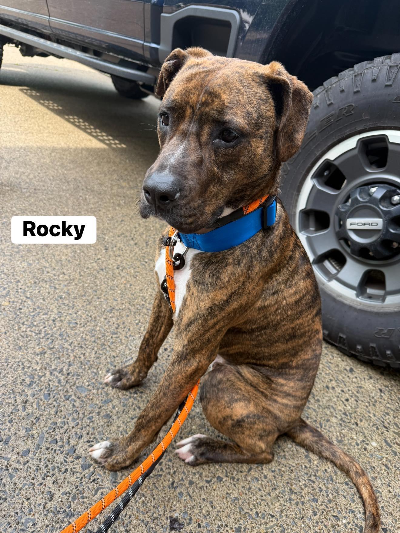Enlarge Rocky, an adopted mixed breed in Seth, WV image 3/5