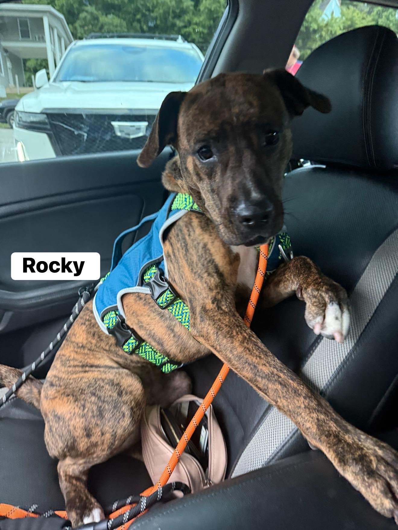 Enlarge Rocky, an adopted mixed breed in Seth, WV image 4/5