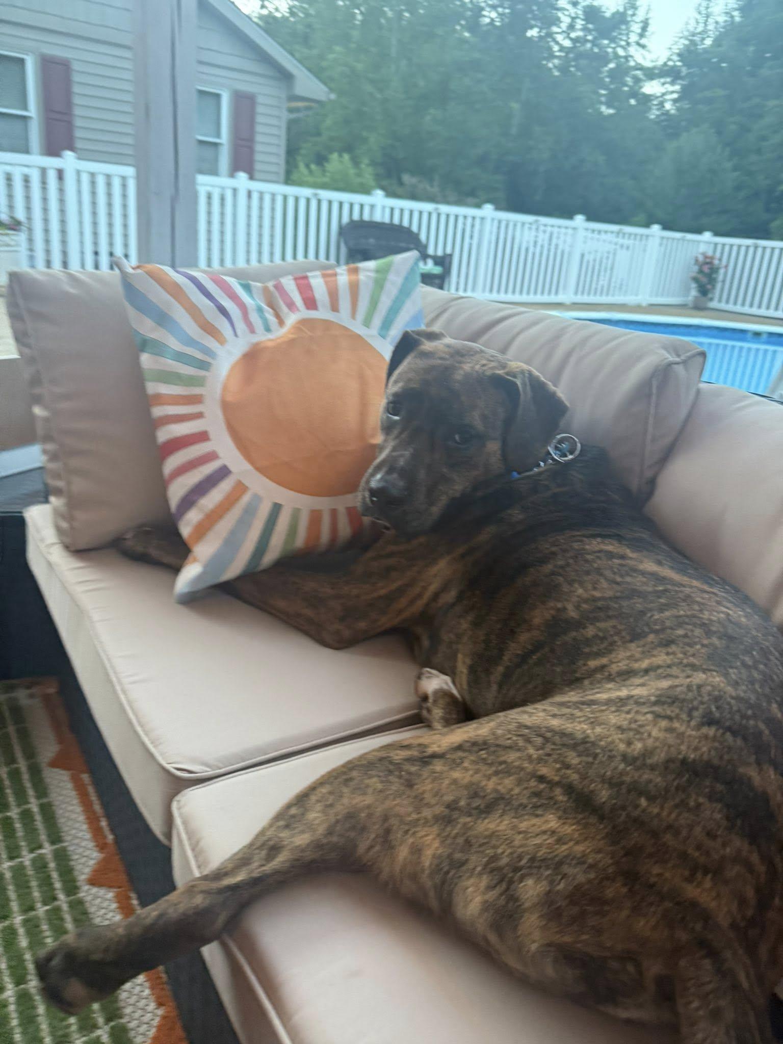 Enlarge Rocky, an adopted mixed breed in Seth, WV image 5/5