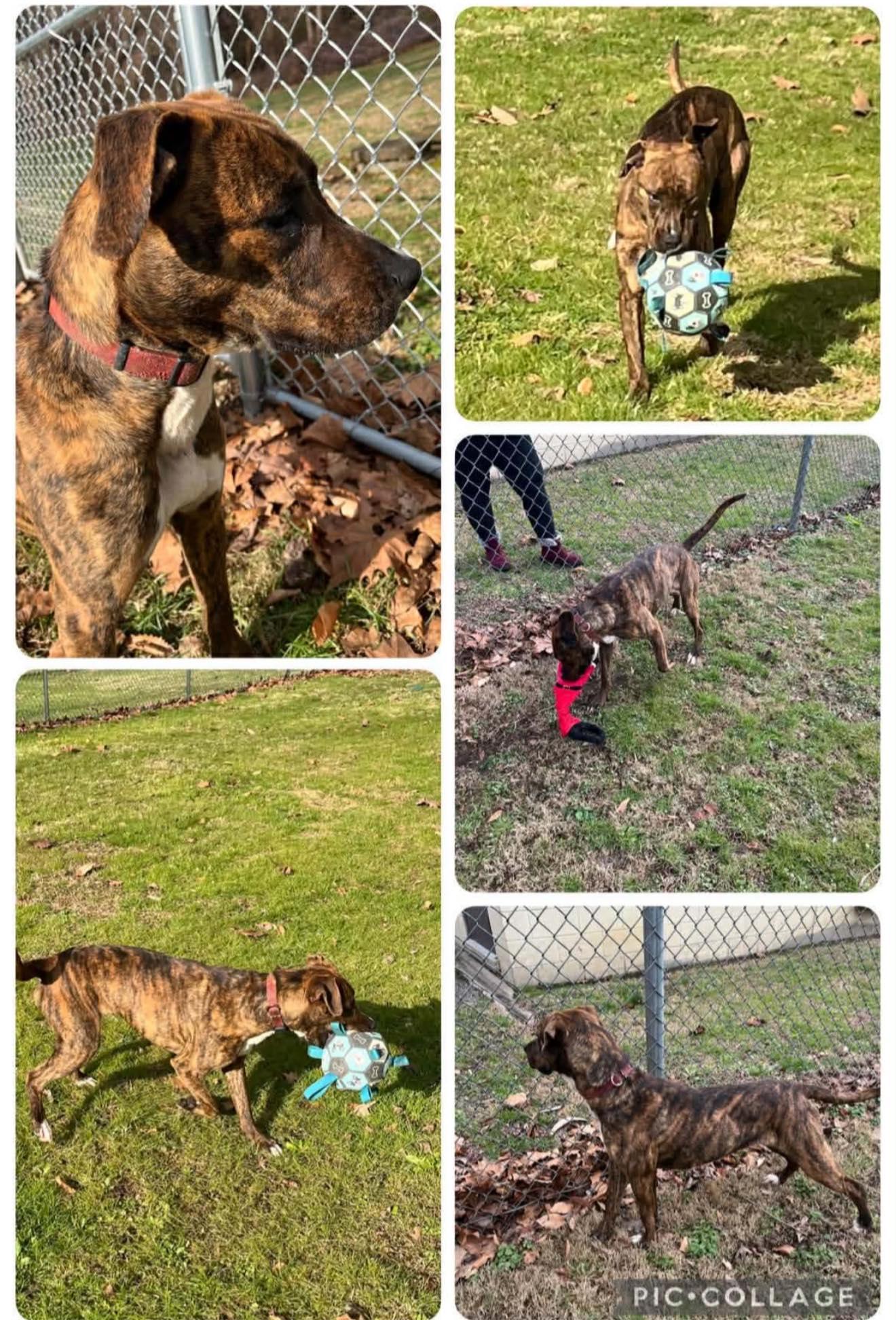 Enlarge Rocky, a ADOPTABLE mixed breed in Seth, WV image 1/3