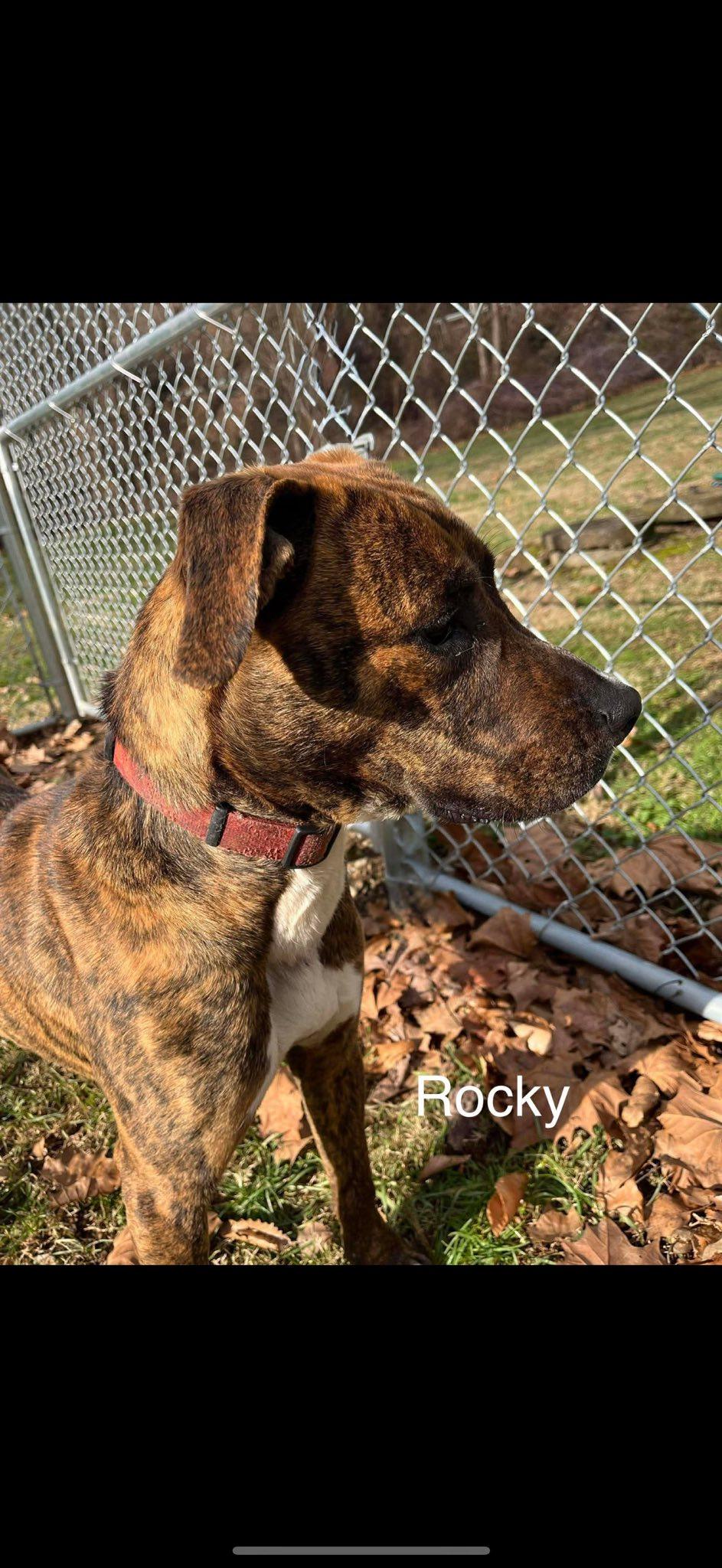 Enlarge Rocky, a ADOPTABLE mixed breed in Seth, WV image 3/3