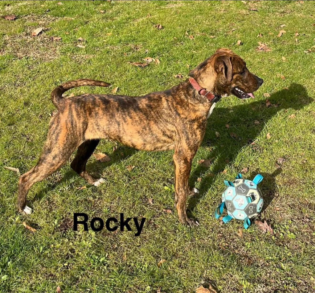Enlarge Rocky, a ADOPTABLE mixed breed in Seth, WV image 2/3